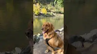 Forever Best Friend #fyp #goldenretriever #dogsoftiktok #foreverbestfriends #mansbestfriend