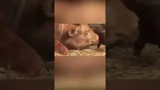 Des animaux r&eacute;unis avec leurs propri&eacute;taires apr&egrave;s des ann&eacute;es #shorts