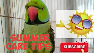 summer care tips for parrots. summer care tips for birds. summer care for birds.