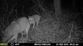 Coyote and Bobcat fight over a beaver. #gamecamera #wildlife