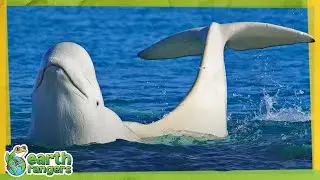 Fun Beluga Whale Facts! | Earth Rangers