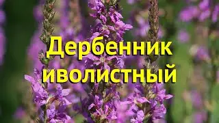 Дербенник иволистный. Краткий обзор, описание характеристик, где купить рассада lythrum salicaria
