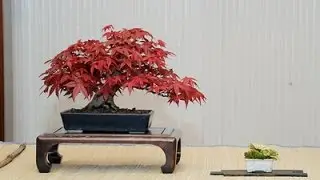 Types of Maple Trees