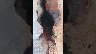 MICRO JUNGLE EXPLORER*(MICRO CAVE-250)