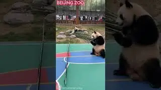 Panda play pickleball with guess #pickleball #panda