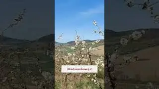 Jetzt ist Kirschbl&uuml;te