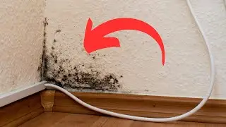 Say Goodbye to Moisture at Home. A Natural Way to Remove Mold and Odors