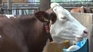 Témoignage GAEC de l'Avenir