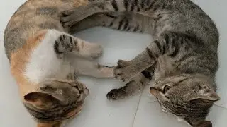 These kittens are so cute and funny when they play with each other 🤪 Adorable cute cat video