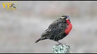 White-Blowed Black Bird | Leistes Superciliaris