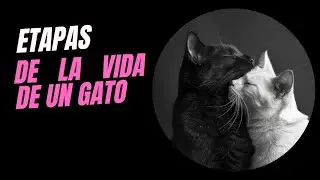 🐾 &iexcl;Descubre las Etapas de la Vida de tu Gato! 🐱👶👴