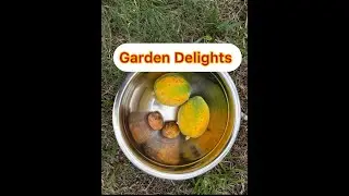 Garden Growth & Progress (Dwarfed Papaya, Dwarfed Avocado, Dwarfed June Plum)