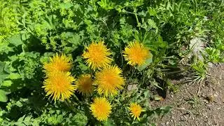 Summer Walk in Engelberg and Mt.Titlis