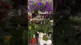 Plants and Hanging Baskets at the Amish Greenhouse Down the Road #hanging baskets # garden