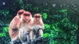THE BIRDS AND THE MONKEY