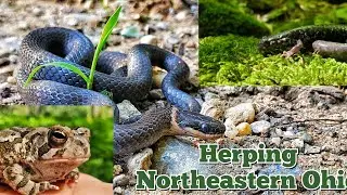 Herping Northeastern Ohio for Snakes and Salamanders! ringnecks, slimy Salamanders and more!