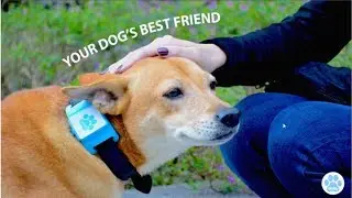 5 Amazing Gadgets for Your Pet Lover #2