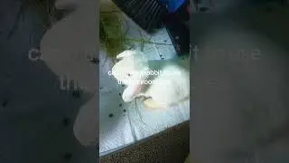 how to potty  train your rabbit at home in box for more information