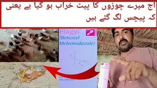 Aj mare choozon ka pait kharab ho gia ha#Amjadvlog #اج میرے چوزوں کا پیٹ خراب ہو گیا ہے