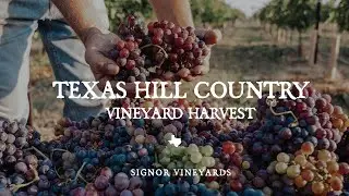 Урожай Техасского холмистого региона 2021 года &mdash; интервью с виноделом Signor Vineyards