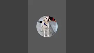 labra roxy is live