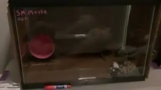 DIY Mouse Breeder project 101
