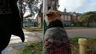 Сутенеры из ВАНДУ хотят, чтобы наркоманы и преступники, получающие социальное обеспечение, сдавал...