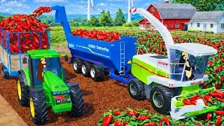 The Bear Farm 🚜🌶: Chili Harvest & Chili Sauce Production | Real Farm Animation