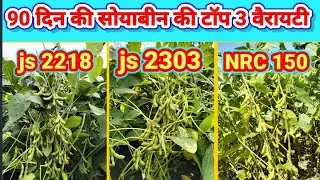 js 2218 js 2303 NRC 150 soyabean ki top 3 veriety 90 दिन की सोयाबीन की बेस्ट 3 वैरायटी। top 3 soya