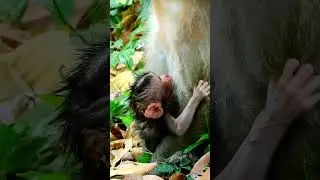 The most adorable monkey action 2024, Newborn baby monkey is hilarious.