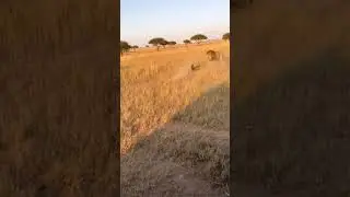 This Looks Fake, But It Really Happened in Safari 😱📱