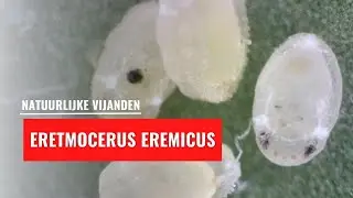 Eretmocerus eremicus | Natuurlijke vijand