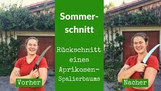 Sommerschnitt - Rückschnitt eines Aprikosen-Spalierbaums