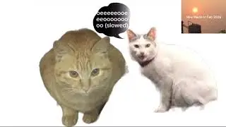 Ballcat & BBQ cat [Meme] | APC