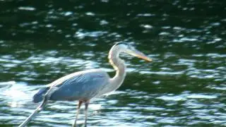 20110722 GreatBlueHeronOnOverflowPipe