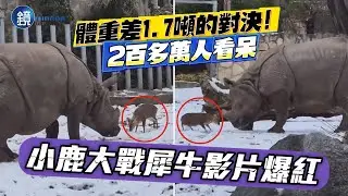 體重差1.7噸的對決！小鹿大戰犀牛影片爆紅　2百多萬人看呆｜鏡週刊