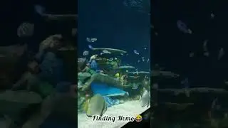Aquarium | Manila Ocean Park |Short
