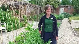 'No Dig' trial in the Kitchen Garden at Painshill summer 2023