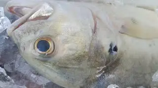 Pescados para freir, Corvina sargento y pargo rojo. 