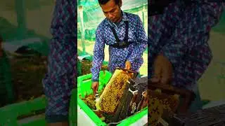 Harvesting Bee pollen in Seconds 🐝🍯 #Shorts Fresh Honey Bee Pollen🍯✨ #HoneyHarvest Bee Pollen
