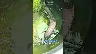 Как двоякодышащие рыбы переживают засуху? #viral2026