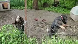 Bluetick Coonhound puppy UBER howls for more treats