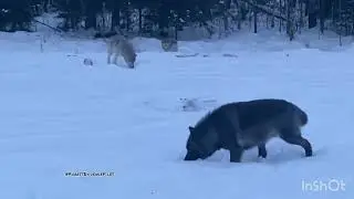Nature File Episode 001: Wolves (A Forest Evidence Files Documentary)