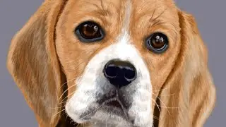Beagle - digital speed painting