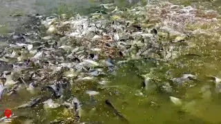 Tens of Thousands of Fish: Thriving on Feed and Growing Fast  