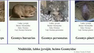 Nis&auml;kk&auml;&auml;t, lahko jyrsij&auml;t, heimo Geomyidae thomomys geomys mammal mazama monticola townsendii