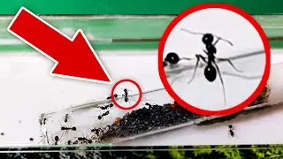 ANT FARM # 1 POSITIONING, PARCEL ARRIVED
