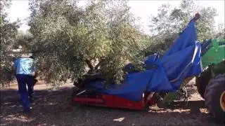 Vibro agruiz aceituna pisa tripuntal en finca giraldo dovao olivas olivo