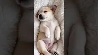 A fluffy little pet to melt your heart and heal your soul 🐾💖✨
