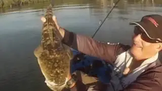 Shiner Flathead
